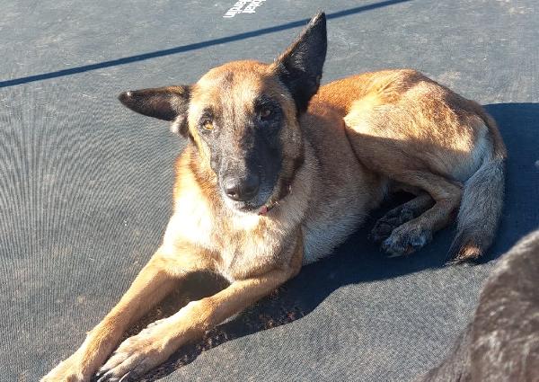 Poor Max, bellissimo Malinois (Mantova) Foto 7